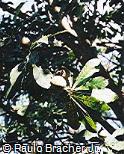 Genipa americana Genipa americana