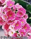 Primula obconica