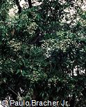 Sapindus saponaria Sapindus saponaria