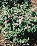Abrir ficha do item Lantana camara ´Feston Rose´ Abrir ficha do item Lantana camara ´Feston Rose´