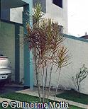 Dracaena marginata ´Colorama´ Dracaena marginata ´Colorama´