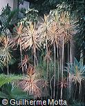 Dracaena marginata ´Colorama´ Dracaena marginata ´Colorama´