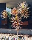Dracaena marginata ´Colorama´ Dracaena marginata ´Colorama´