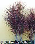 Dracaena marginata ´Colorama´ Dracaena marginata ´Colorama´