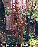 Dracaena marginata ´Colorama´ Dracaena marginata ´Colorama´