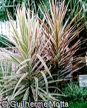 Dracaena marginata ´Colorama´ Dracaena marginata ´Colorama´