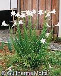 Lírio-japonês , Lírio-trombeta , Lírio-branco , Lírio , Azucena , Lilium , Martagón