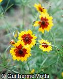 Bidens tinctoria