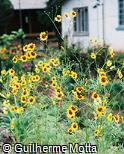 Bidens tinctoria