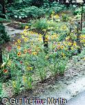 Bidens tinctoria