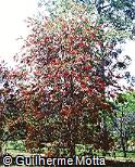 Callistemon viminalis Callistemon viminalis