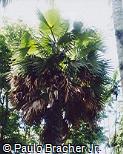 Washingtonia robusta