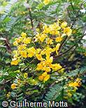 Senna multijuga Senna multijuga