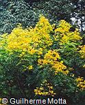 Senna multijuga Senna multijuga