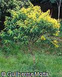 Senna multijuga Senna multijuga