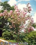 Tibouchina mutabilis Tibouchina mutabilis