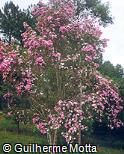 Tibouchina mutabilis Tibouchina mutabilis