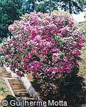 Tibouchina mutabilis Tibouchina mutabilis