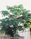 Carica papaya Carica papaya