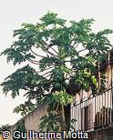 Carica papaya Carica papaya
