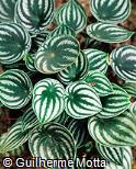 Peperomia sandersii Peperomia sandersii