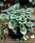 Peperomia sandersii Peperomia sandersii