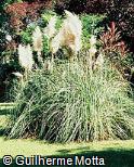 Cortaderia selloana