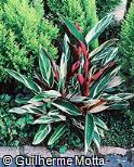 (STTH4) Stromanthe thalia ´Triostar´ (STTH4) Stromanthe thalia ´Triostar´