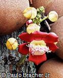 Couroupita guianensis Couroupita guianensis