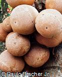 Couroupita guianensis Couroupita guianensis