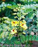 Caesalpinia echinata Caesalpinia echinata