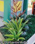 Aechmea blanchetiana