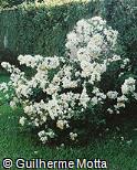 Bougainvillea spectabilis Bougainvillea spectabilis