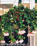 Fuchsia × hybrida ´Micky Gault´
