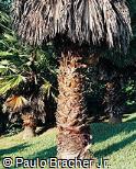 Washingtonia filifera Washingtonia filifera