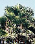 Washingtonia filifera Washingtonia filifera