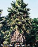Washingtonia filifera Washingtonia filifera