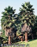 Washingtonia filifera Washingtonia filifera
