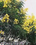 Senna multijuga Senna multijuga