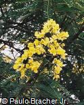 Senna multijuga Senna multijuga