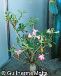 Abrir ficha do item Adenium obesum Abrir ficha do item Adenium obesum