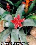 Aechmea  ´Pink Rocket´