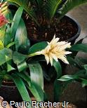 Aechmea  ´Henrietta´