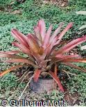 Aechmea chantinii var. chantinii