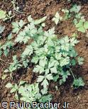 Petroselinum crispum Petroselinum crispum