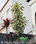 Dracaena fragrans ´Victoria´ Dracaena fragrans ´Victoria´