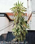 Dracaena fragrans ´Victoria´ Dracaena fragrans ´Victoria´