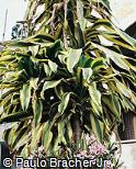 Dracaena fragrans ´Victoria´ Dracaena fragrans ´Victoria´