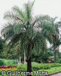 Acrocomia aculeata