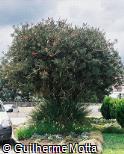 Callistemon viminalis Callistemon viminalis